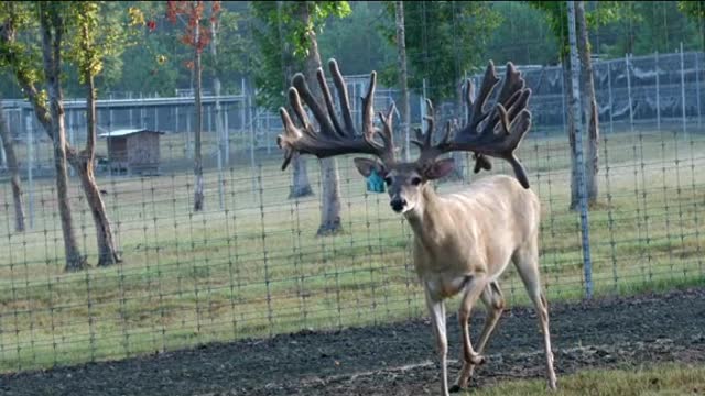 The largest three-year-old breeding buck in Texas.