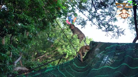 Monkey family natural life