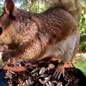 Testing out my new smart bird feeder
