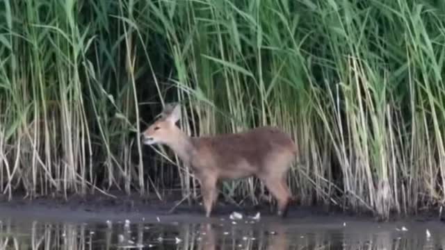 Chinese Water Deer 🦌 One Of The Cutest And Exotic Animals In The World #shorts