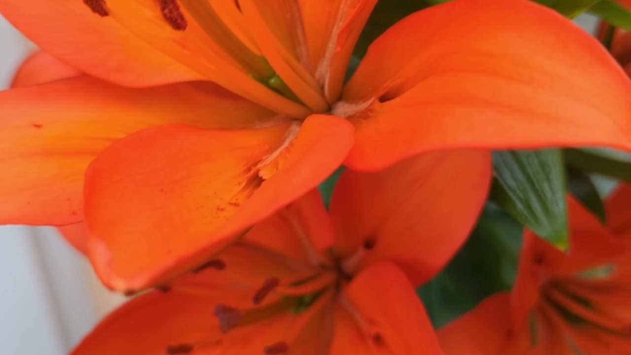 Beautiful orange lily