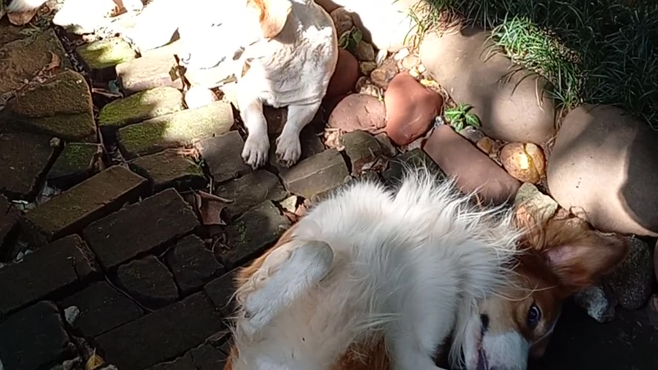 Cachorros 🐕 domando banho de sol