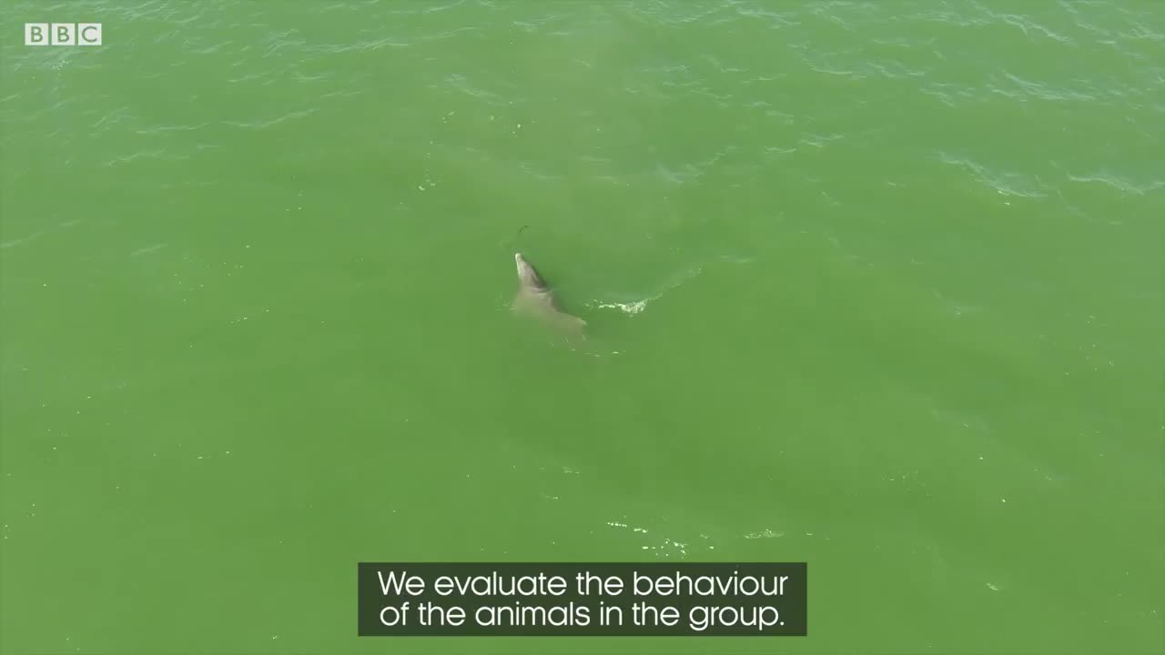 Saving Lahille's Bottlenose Dolphins | Reports From The Frontline | BBC Earth