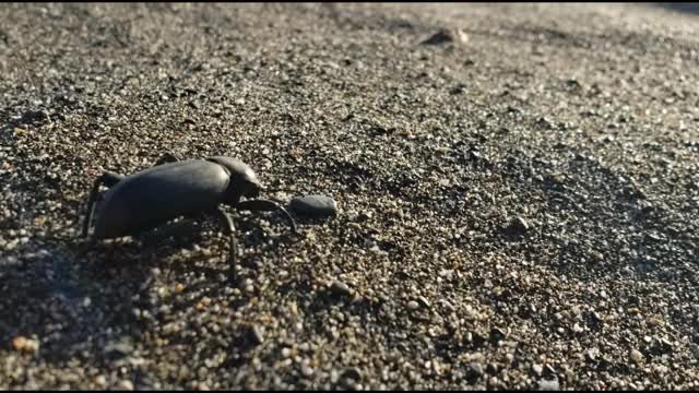 GIANT Beetle Strolls The Pacific Coast