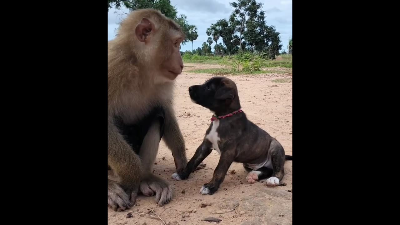 Monkey's Hilariously Surprised Reaction to Dog: Must-See Moment!