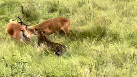 Leopard attack 2 deers # Animal hunting #