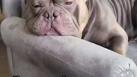 Monday blues😴 Tag your lazy friends!🐶 #dogs #shorts