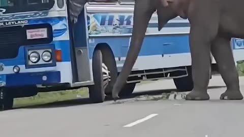 Elephant Toll