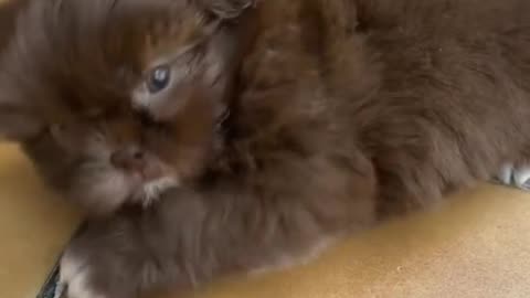 As raças de cachorro mais fofas e inteligentes do mundo