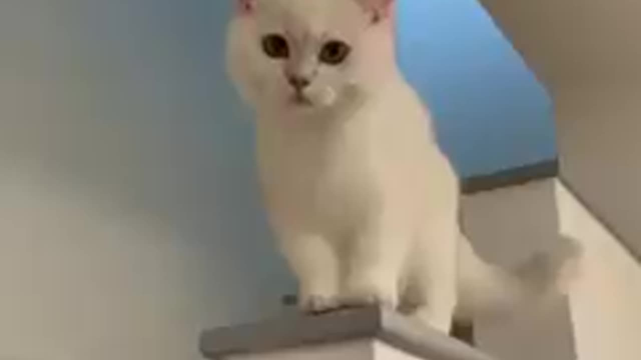 funny Cat mischiefs enjoyable video