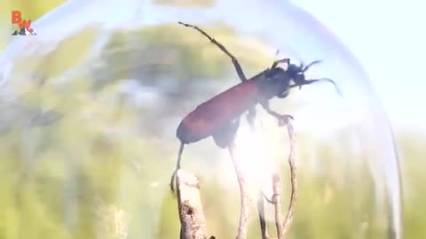 STUNG by a TARANTULA HAWK!