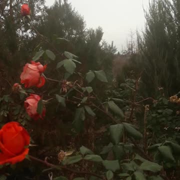 The last roses in the wind