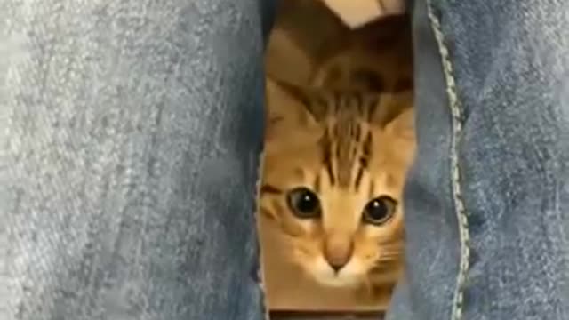 Cute cat funny videos