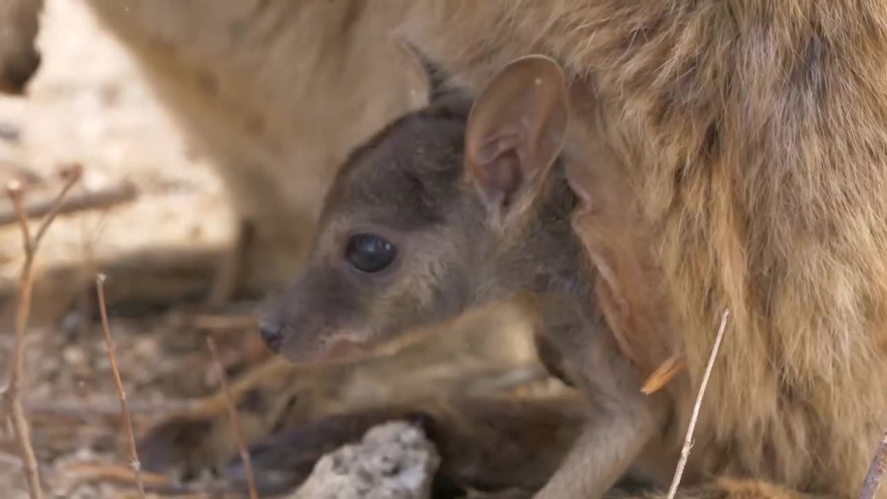 Cute baby animals Videos Compilation cute moment of the animals - Cutest Animals On Earth #43