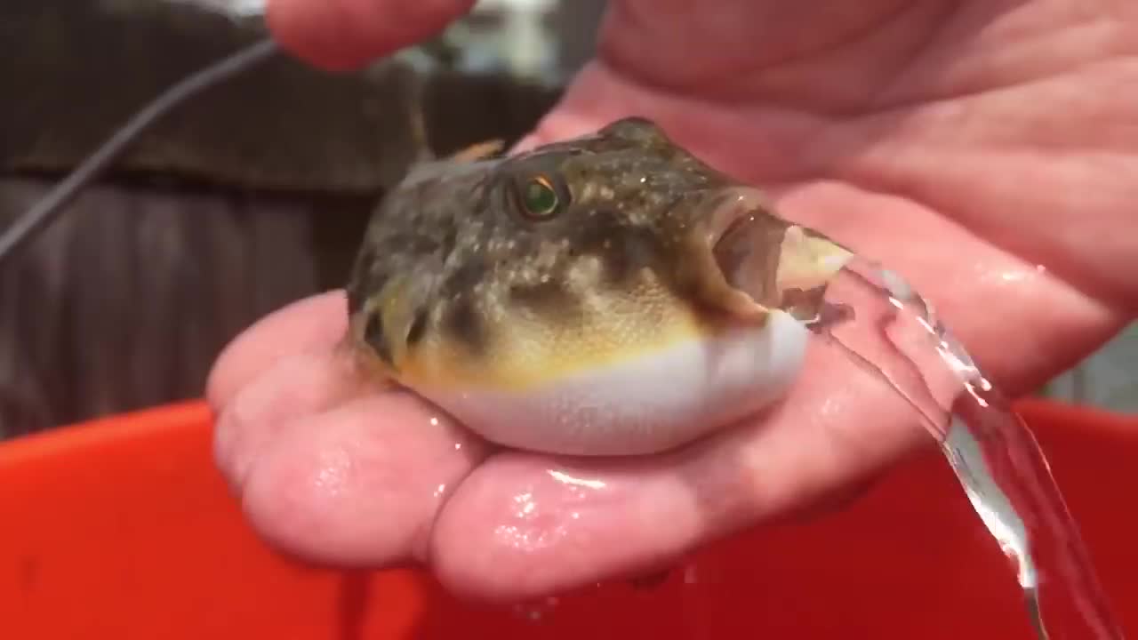 Puffer Fish releasing water