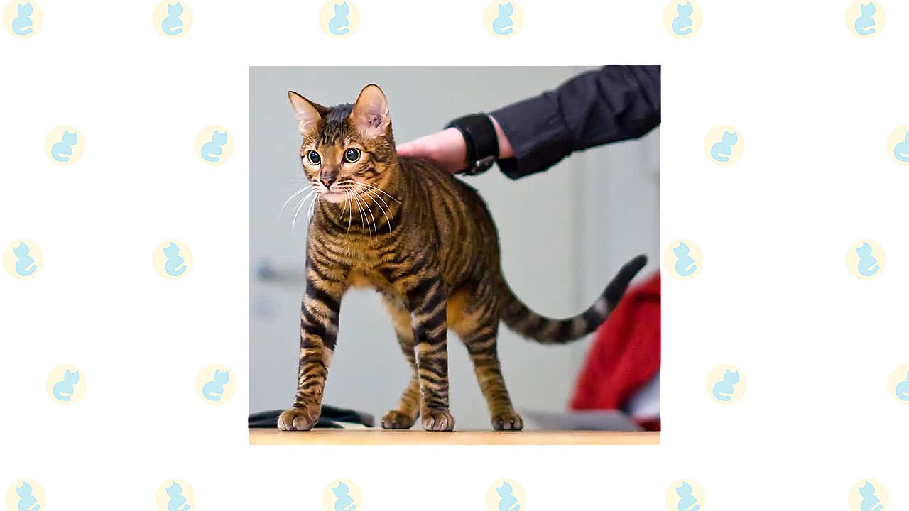 Bengal Cat Vs Toyger Cat