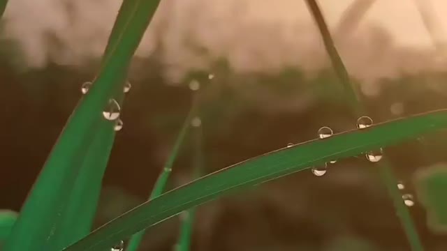 Nature whatsapp status || #nature #naturelove