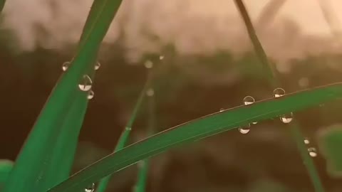 Nature whatsapp status || #nature #naturelove