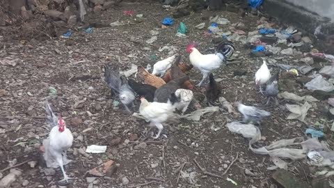 OUR OLD HOUSE AND HENS