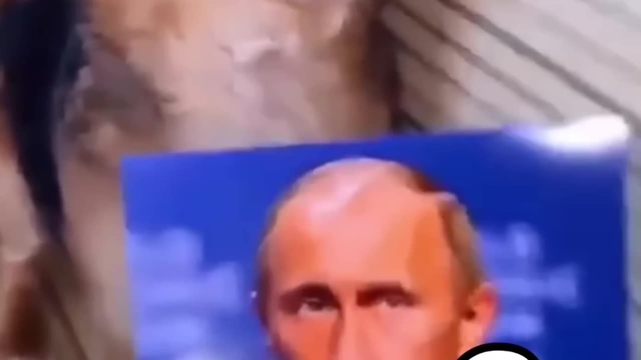 Korean puppy who bit Putin's picture (Russian meme) _Puppy _Putin