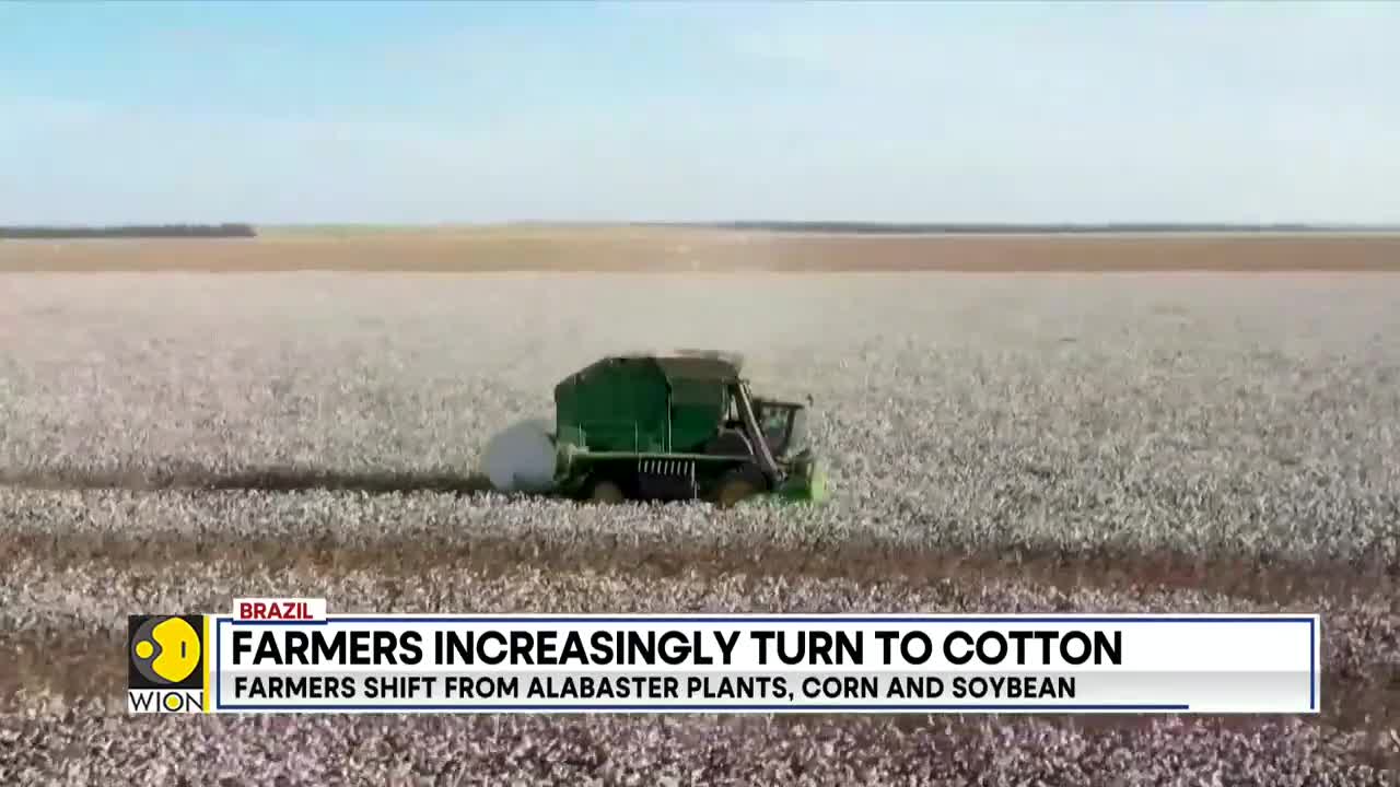 Brazil: Farmers shift from Alabaster plants, corn and soybean to produce cotton | Latest | WION
