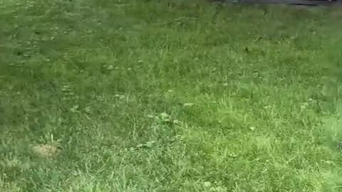 Squirrel has a wild survival strategy 😳 🤣 must watch