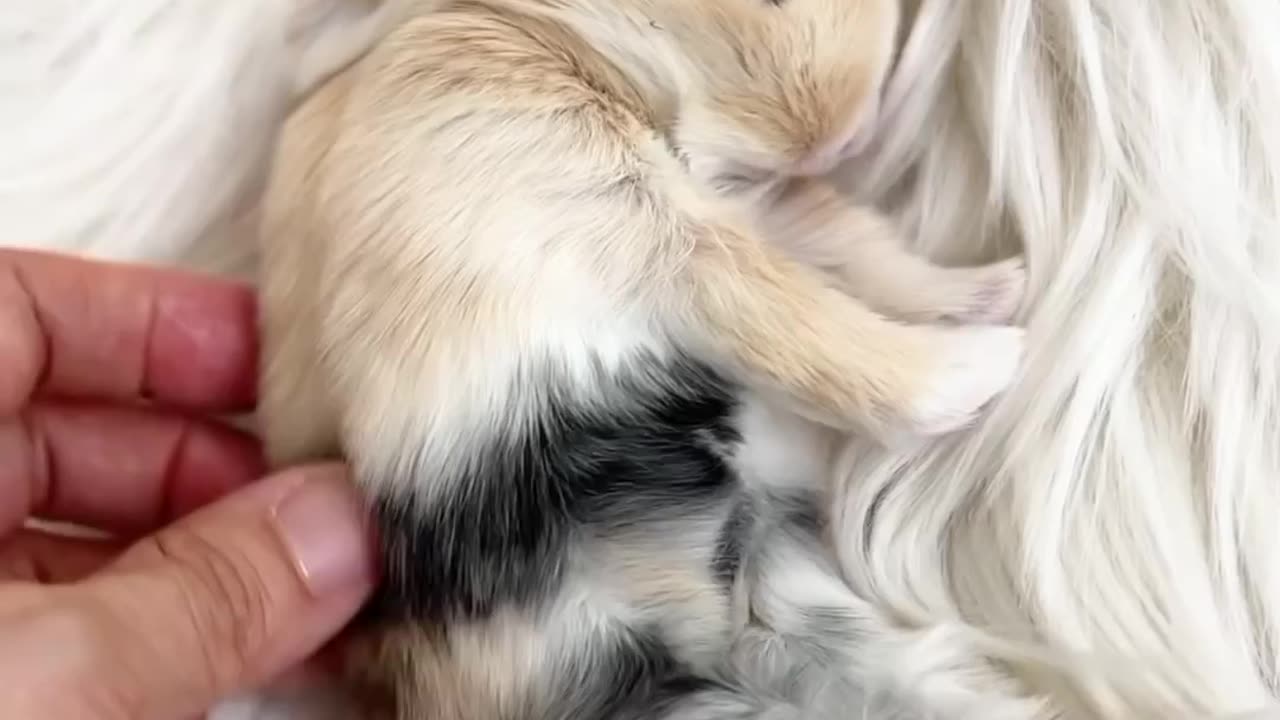 Adorable sleeping bunny