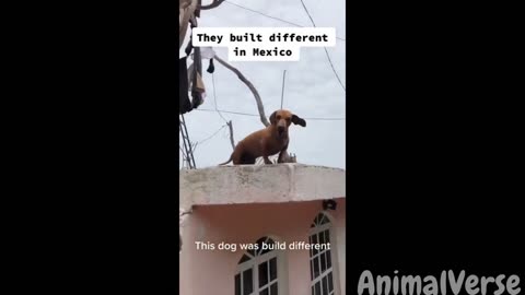 Funniest You Laugh You Lose with Dogs and Cats🐱🐶🐾Fun network of lovely