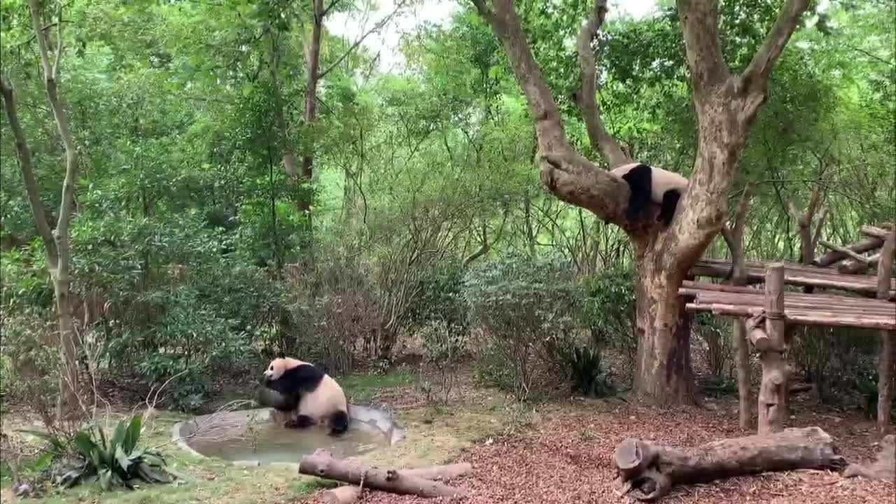 lazy panda