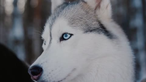 Siberian husky