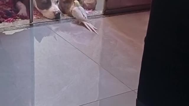 Dogs Listen Intently to Cockatiel Concert