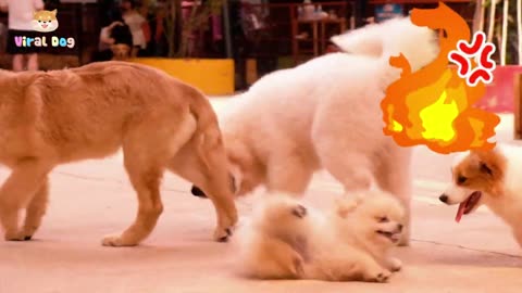 4K Dogs and Puppies Beautiful 🐶Animal Footage!! Viral 🐶🐕