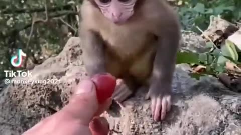 cute baby animals