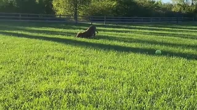 Calves love to play with balls, too. Come along!