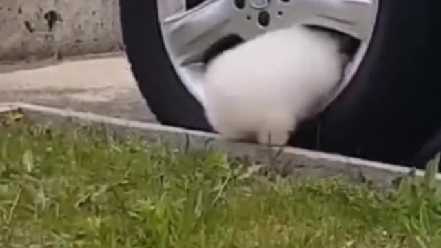 🐶Cute and sweet puppies! You got to love this!😂 pt12