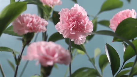 Beautiful pink roses with music