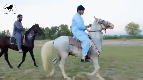 Horse Riding