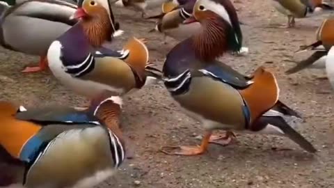 Beautiful ducks