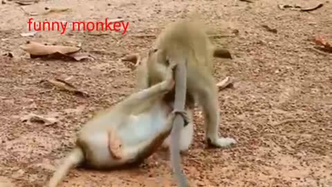 Omg monkey# funny monkey video#funnist video#monkey between monkey video