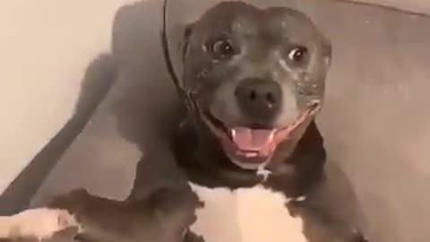 funny dog animal videos