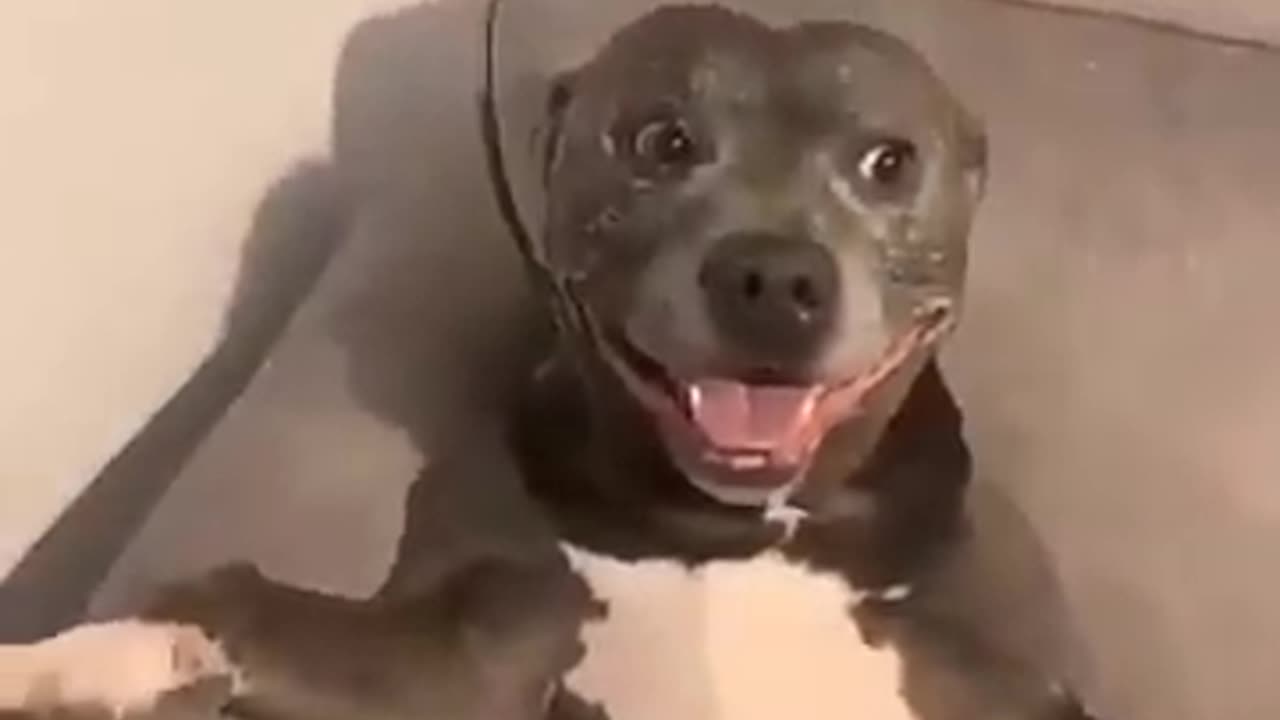 funny dog animal videos