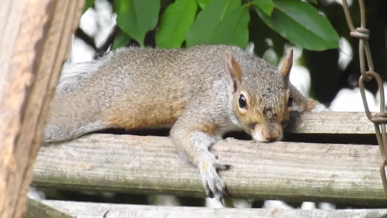 Lazy Squirrel Sunday