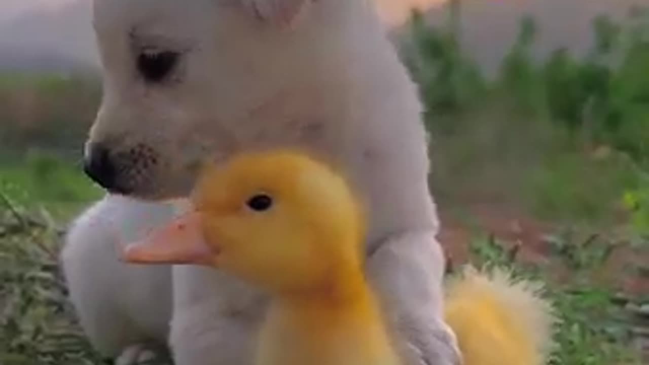 Nice video