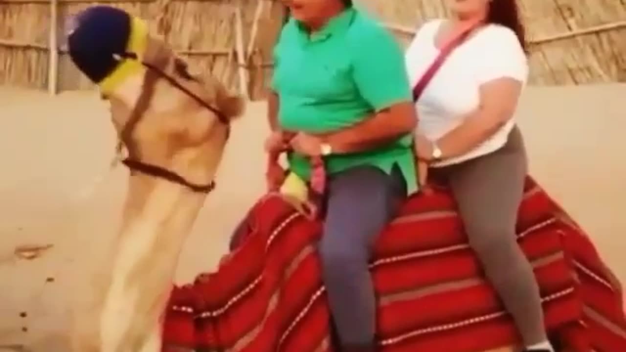 TRY NOT TO LAUGH 😆 Best Funny Videos Compilation 😂😁😆 Memes