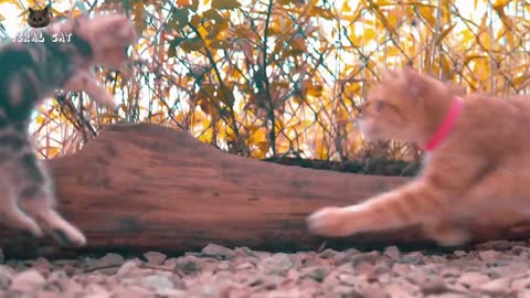 Animal Videos in 4K Quality - Beautiful Scenes of Cats and Kittens Episode 1