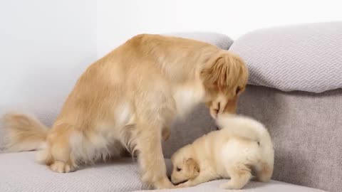 Golden Retriever Meets Puppy Just Like Him for The First Time