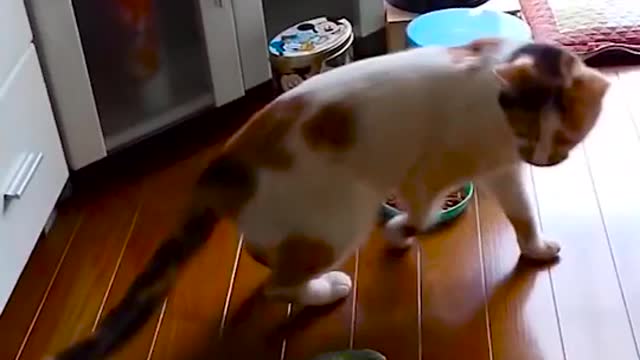 Funny Cats Funny Cat Videos #11