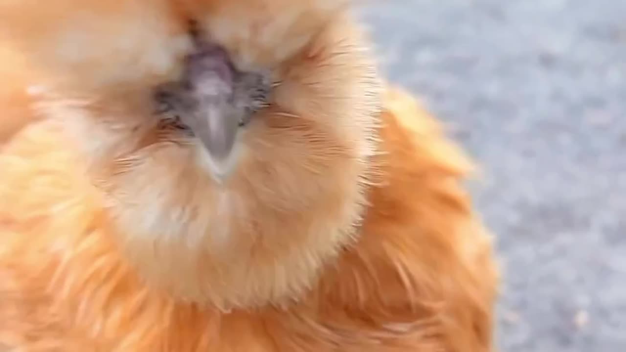 beautiful hen