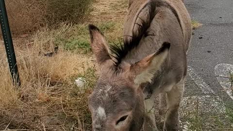 Wild Donkeys