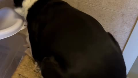 Dog Intensely Wobbles on Shaky Stool